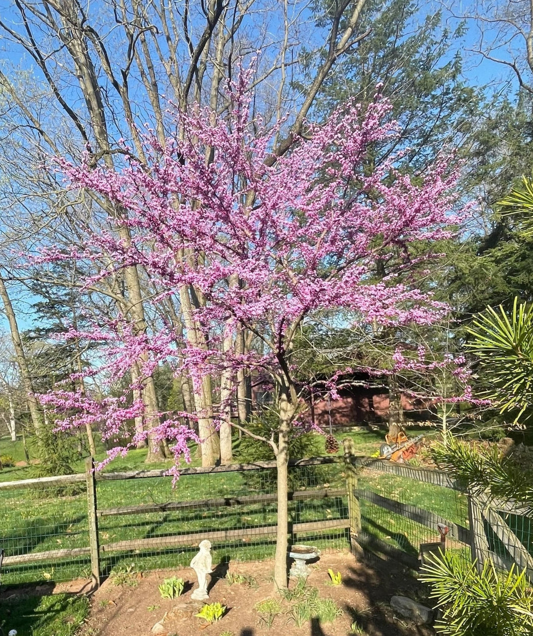 Forest Pansy Redbud