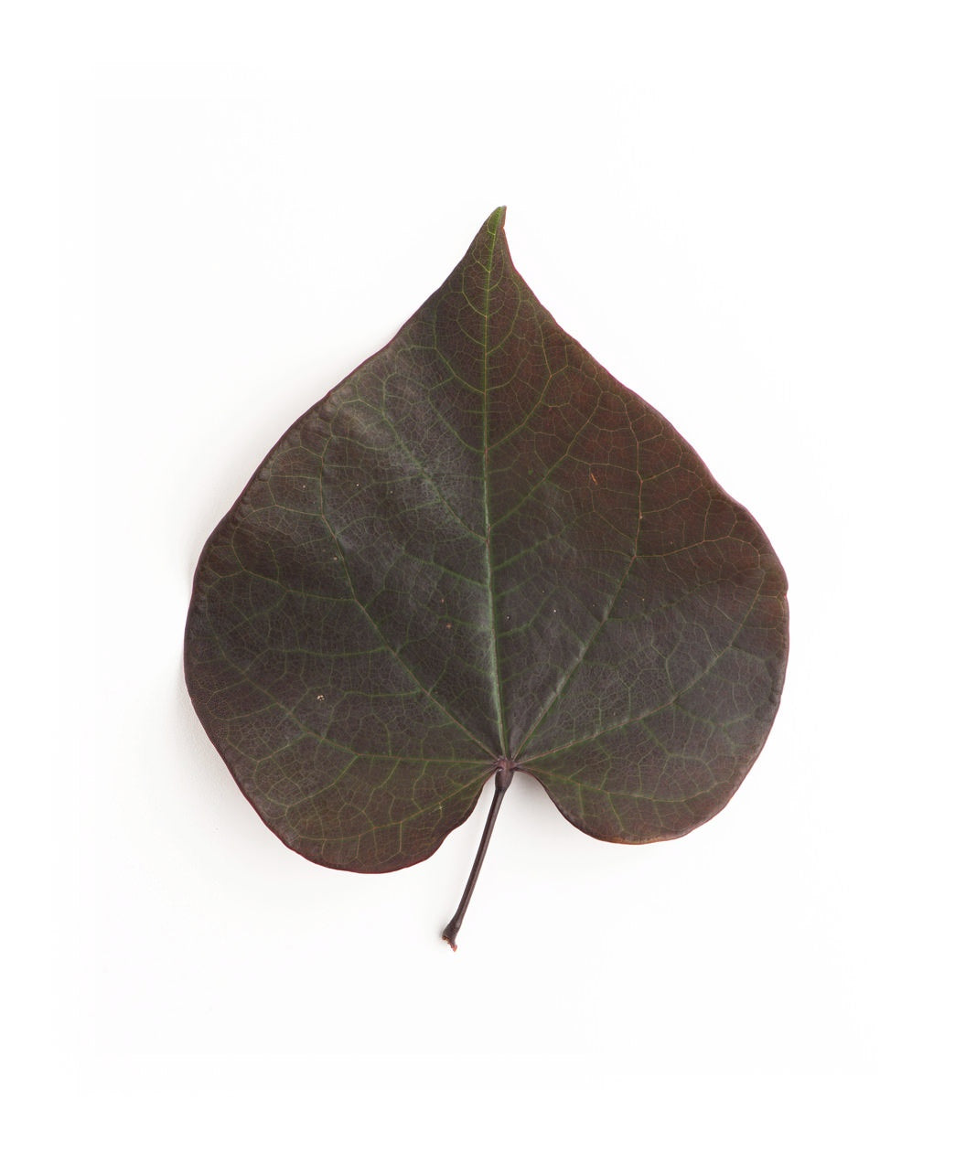 Forest Pansy Redbud dark burgundy heart shaped leaf with green veins