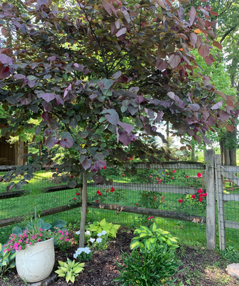 Forest Pansy Redbud tree in a corner of a fence line with roses and hostas planted around it