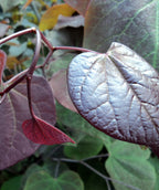 A close up of Forest Pansy's deep burgundy leaves with the green leaves in the background