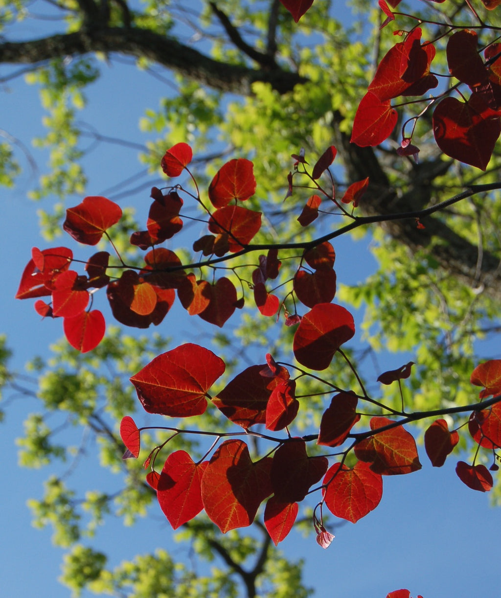 Looking up at the Forest Pansy burgundy foliage from below with the sky as a backdrop