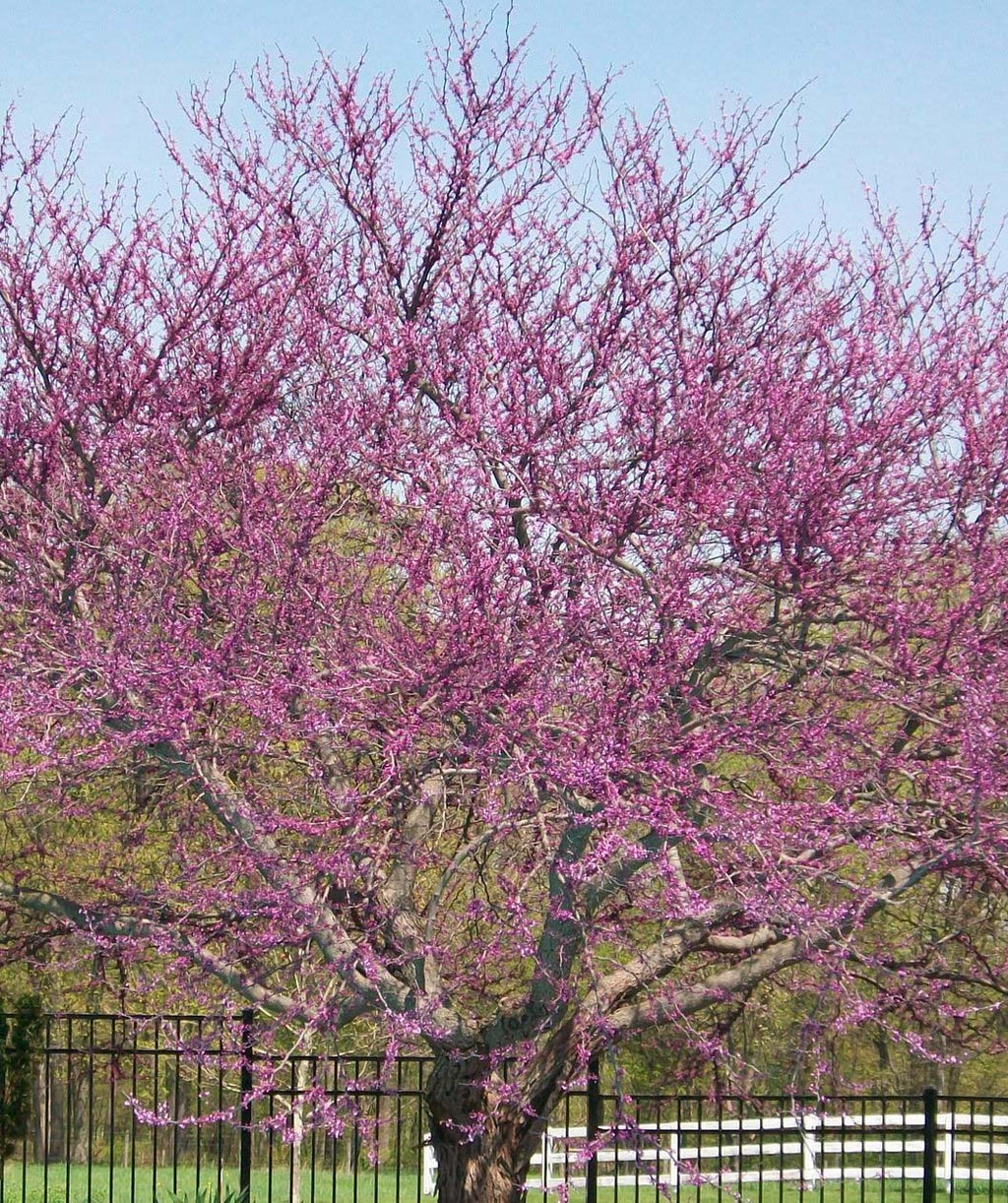 Mature Forest Pansy Redbud tree covered in lavender pink blooms in early Spring
