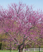 Mature Forest Pansy Redbud tree covered in lavender pink blooms in early Spring