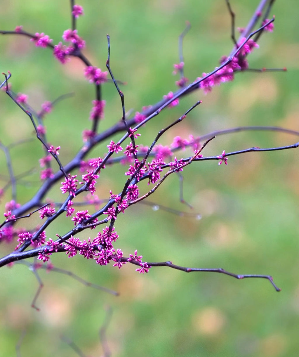 Forest Pansy Redbud lavender pink flowers on a branch before they open