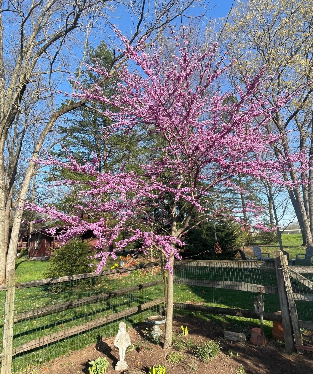 Forest Pansy Redbud Bower & Branch