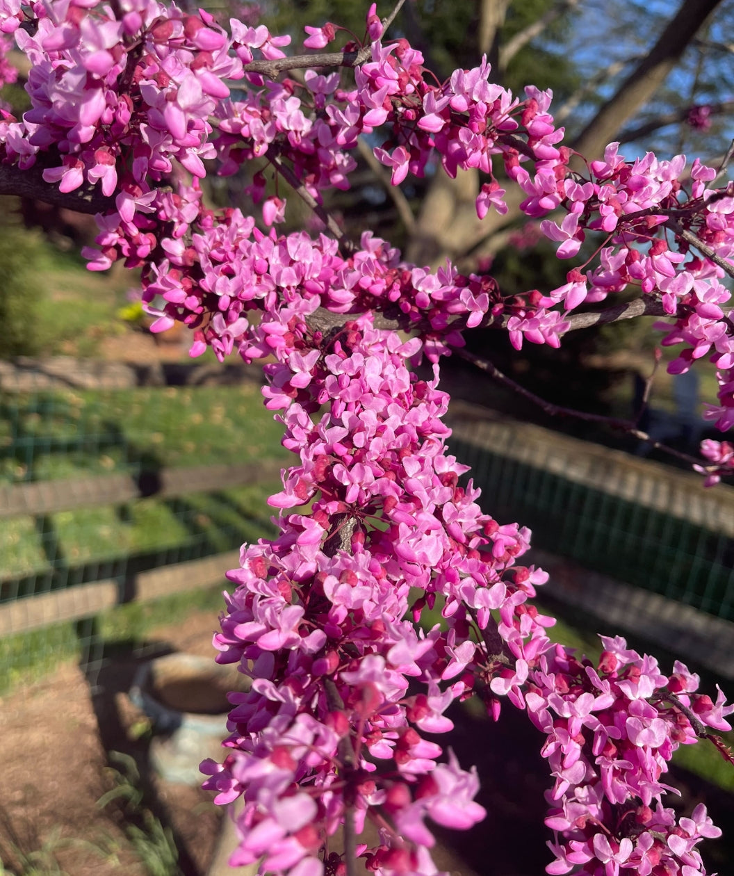 Forest Pansy Redbud