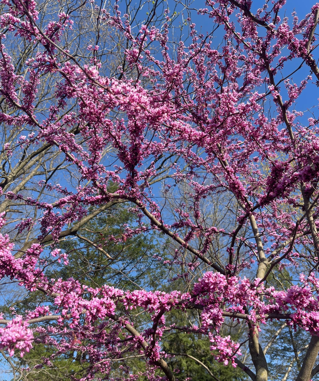 Forest Pansy Redbud