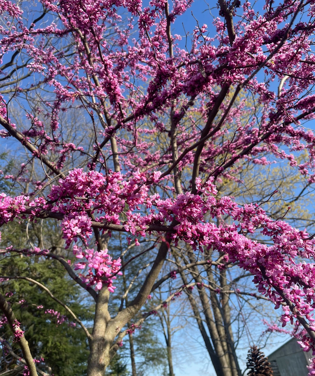Forest Pansy Redbud