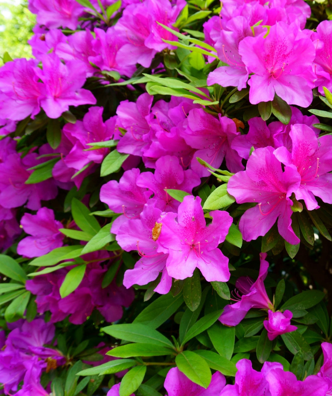 Close up of Formosa Azalea flowers and foliage, medium sized magenta colored flowers emerging from narrow green foliage