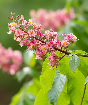 A closeup of the bright pink flower spikes of the Fort McNair Horse Chestnut