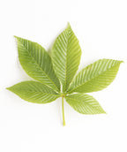 A closeup of the light to dark green leaves of the Fort McNair Horse Chestnut