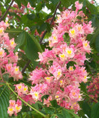 A closeup of the bright pink flower spikes of the Fort McNair Horse Chestnut with the dark green leaves in the background