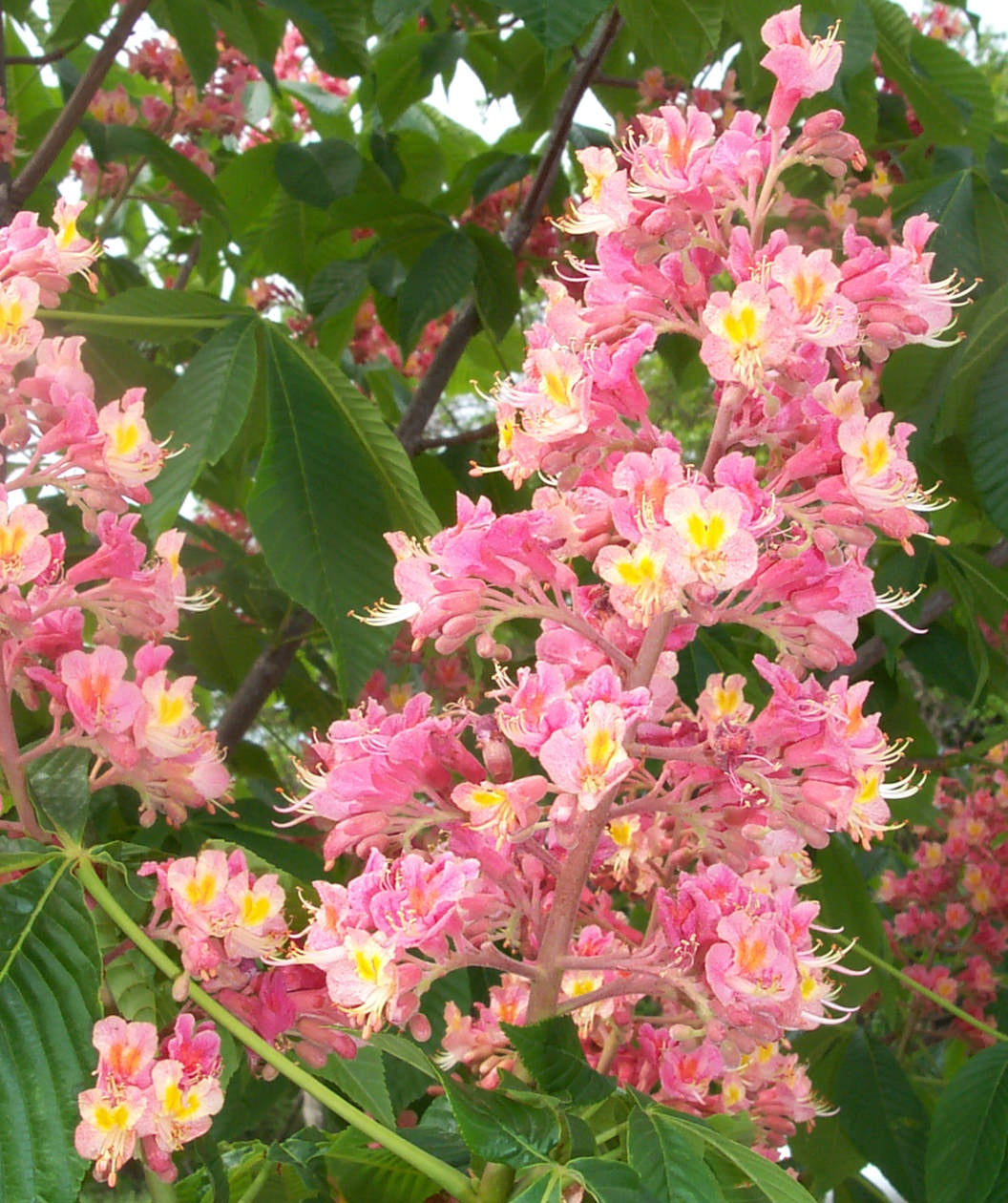 A closeup of the bright pink flower spikes of the Fort McNair Horse Chestnut with the dark green leaves in the background