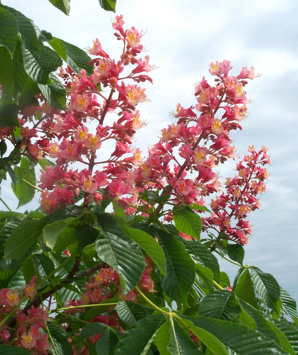 A closeup of the bright pink flower spikes of the Fort McNair Horse Chestnut with the dark green leaves surrounding them