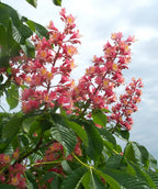 A closeup of the bright pink flower spikes of the Fort McNair Horse Chestnut with the dark green leaves surrounding them
