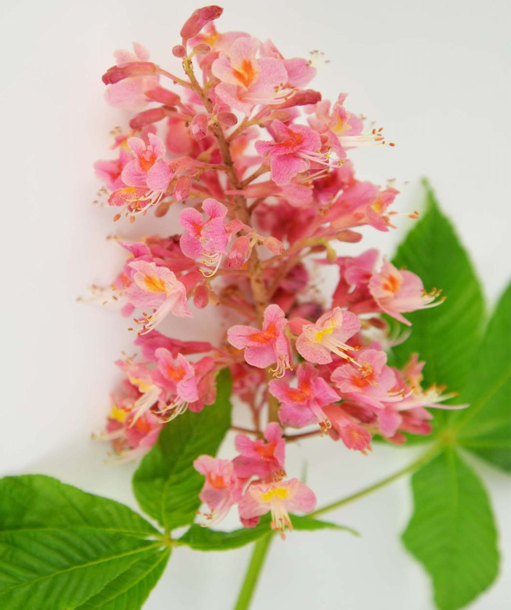 A closeup of the bright pink flower spikes of the Fort McNair Horse Chestnut