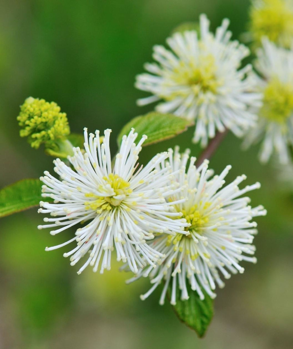 Close up of Mount Airy Fothergilla flowers, small stringy white bottlebrush looking flowers emerging from green foliage
