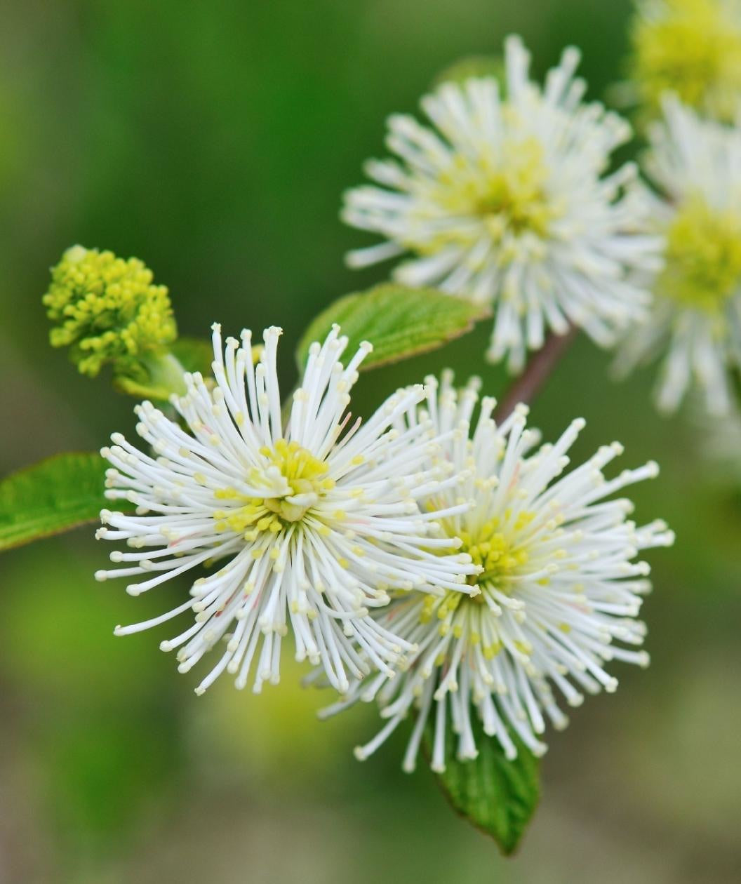 Close up of Mount Airy Fothergilla flowers, small stringy white bottlebrush looking flowers emerging from green foliage