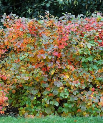 Mount Airy Fothergilla planted in a fall landscape, rounded crinkled looking leaves that are shades of green, yellow, orange, red, and even purple in fall