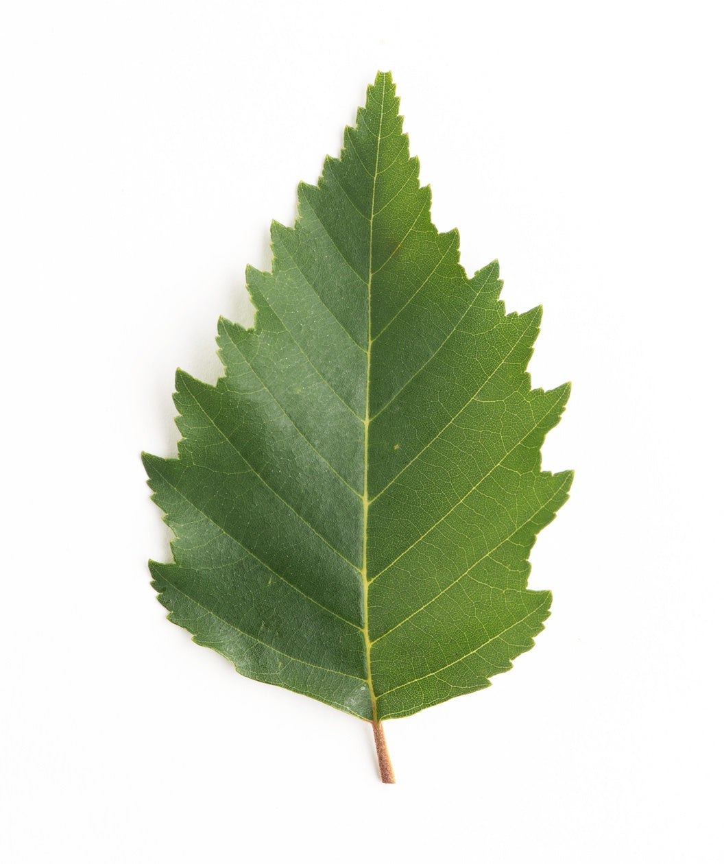 A singular dark green, tear drop shaped leaf of the Fox Valley River Birch