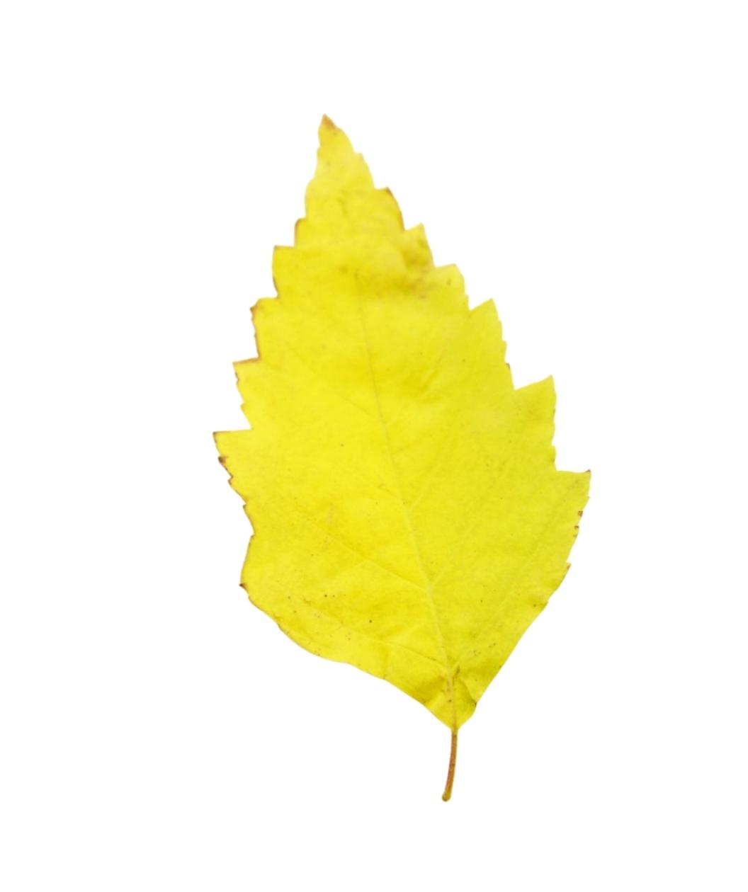 Fall color Fox Valley River Birch leaf on white, in fall the pyramidal leaves with serrated edges turn to hues of yellow and orange