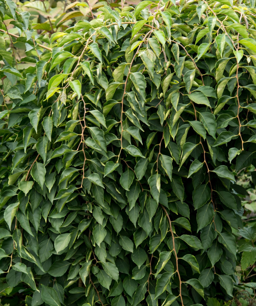 Close up of Fragrant Fountain Japanese Snowbell planted in a landscape, weeping branches covered in dark green conical shaped foliage