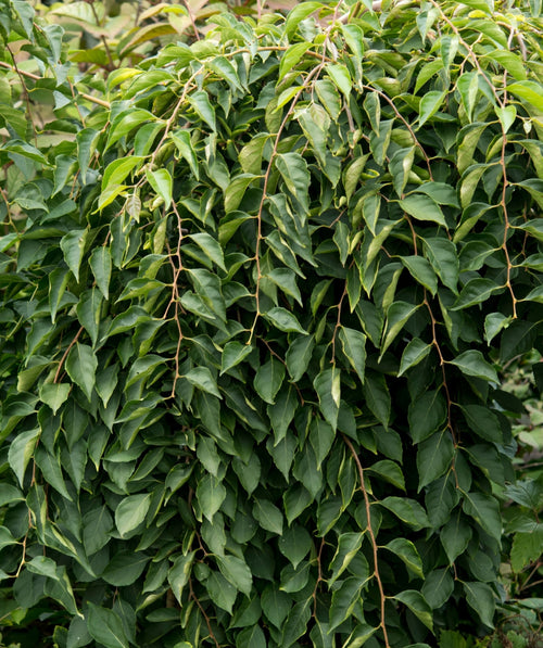 Close up of Fragrant Fountain Japanese Snowbell planted in a landscape, weeping branches covered in dark green conical shaped foliage
