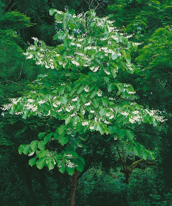 Fragrant Snowbell tree in full white bloom planted in a wooded landscape