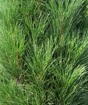 Close up of Frank's Austrian Pine Foliage, long soft green needle like foliage on an upright growing evergreen tree