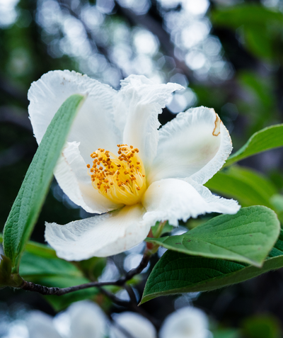 Franklin Tree crisp white flower with ruffled petals and bright yellow stamens