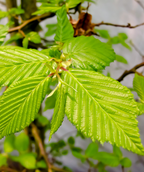 Franz Fontaine Columnar Hornbeam growing on a nursery, upright branching filled with forest green colored, crinkled looking, serrated leaves