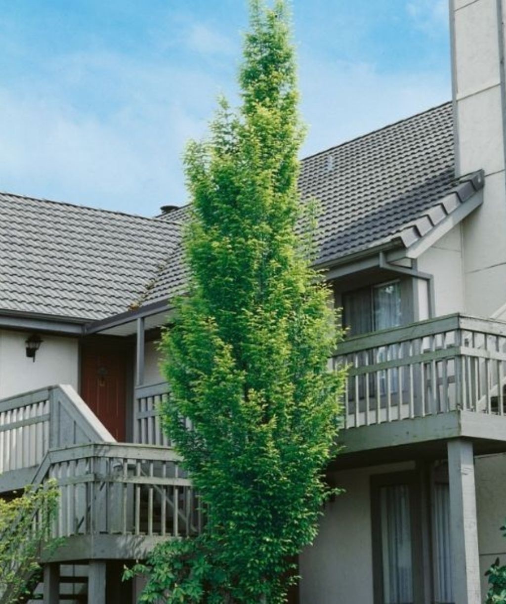 Franz Fontaine Columnar Hornbeam planted in a landscape, tall upright growing tree with crinkled looking, serrated, forest green leaves