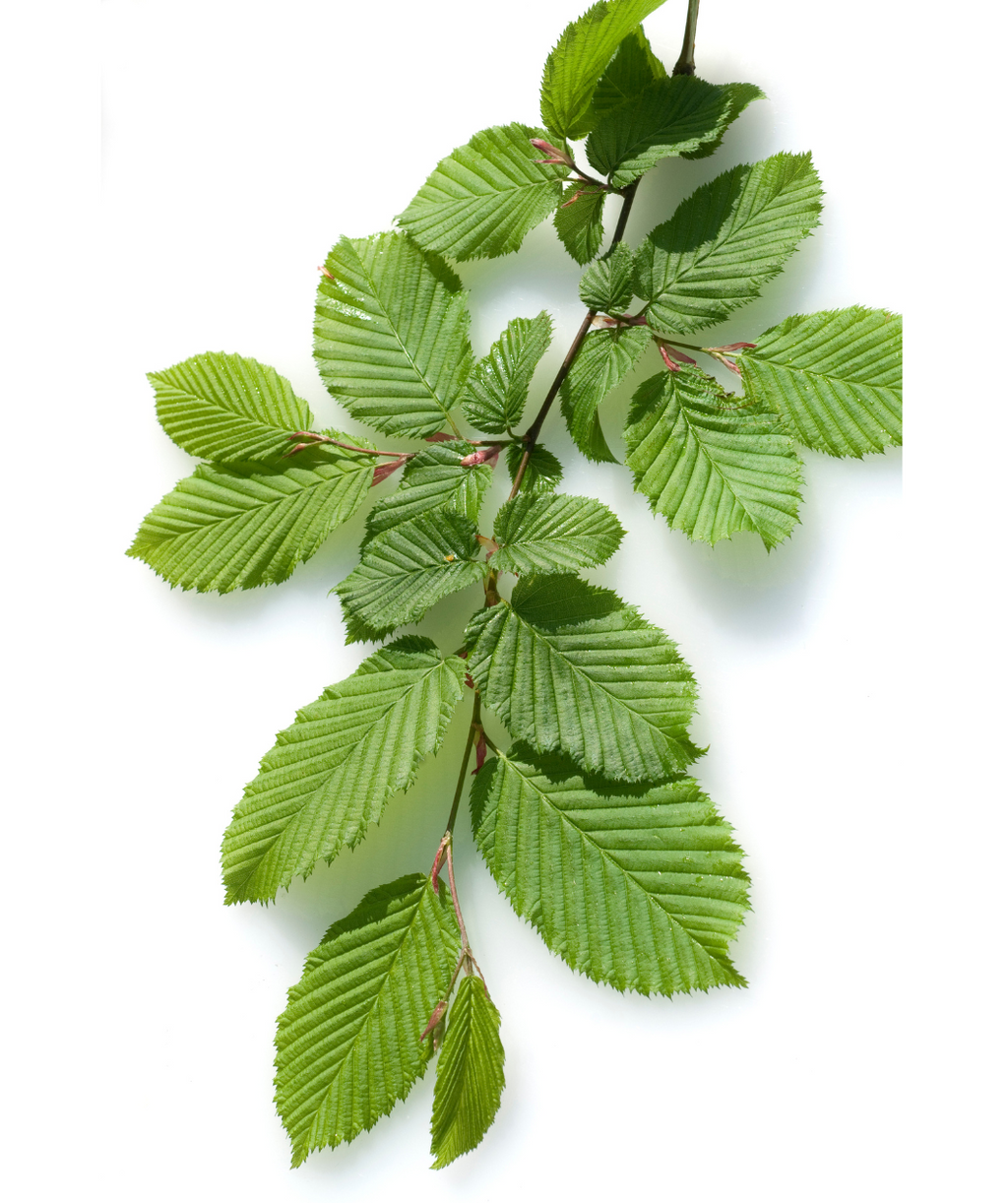 Franz Fontaine Columnar Hornbeam branch on white, serrated, crinkled looking forest green leaves on a red-brown branch