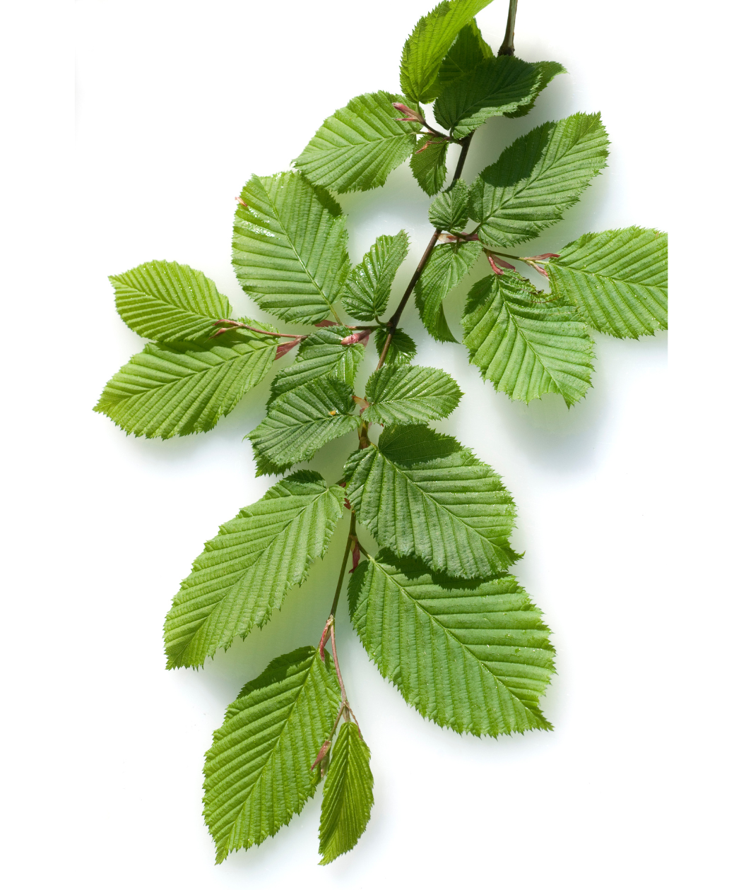 Franz Fontaine Columnar Hornbeam branch on white, serrated, crinkled looking forest green leaves on a red-brown branch
