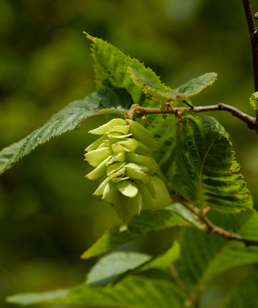 Close up of Franz Fontaine Columnar Hornbeam fruit, this tree produces a light green hop like fruit