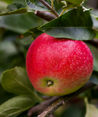 Close up of Freedom Apple, round red apple with small white specks and some yellowish colored undertones growing with green conical shaped leaves