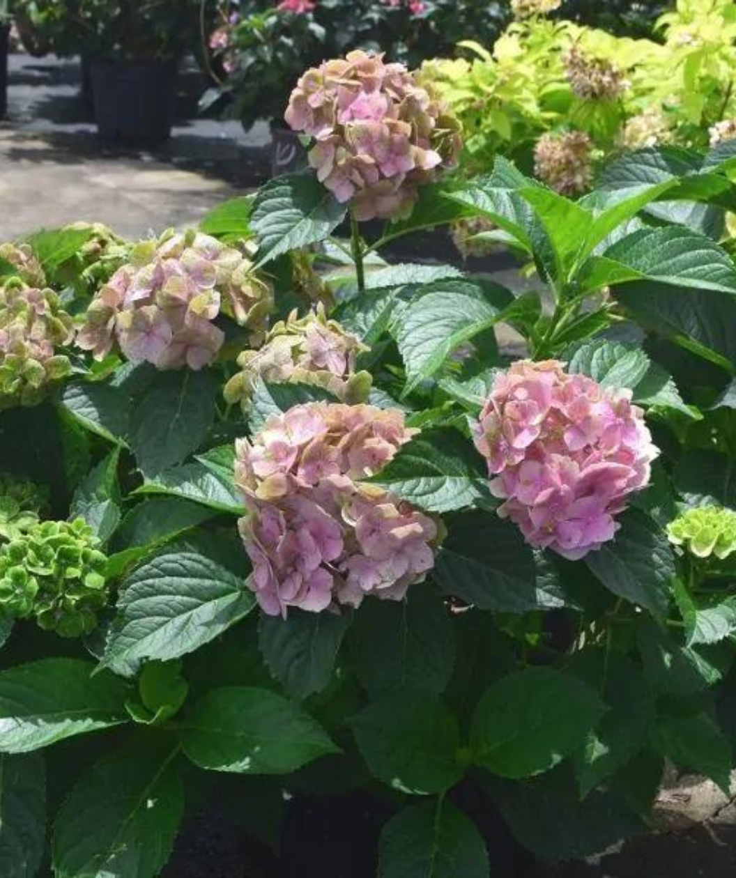 Froggie Bigleaf Hydrangea, large dark green leaves with ball like clusters of small pink colored flowers