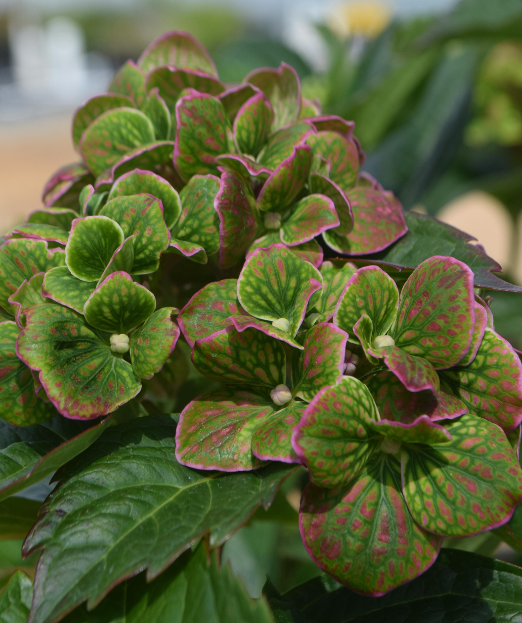 Froggie™ Bigleaf Hydrangea | Bower & Branch