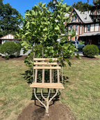 Front View of a Bloodgood Sycamore Living Tree Chair planted in a landscape, this tree was trained on a trellis to grow like a chair giving you a comfortable place to sit and admire after finishing your yard work under the shaded canopy