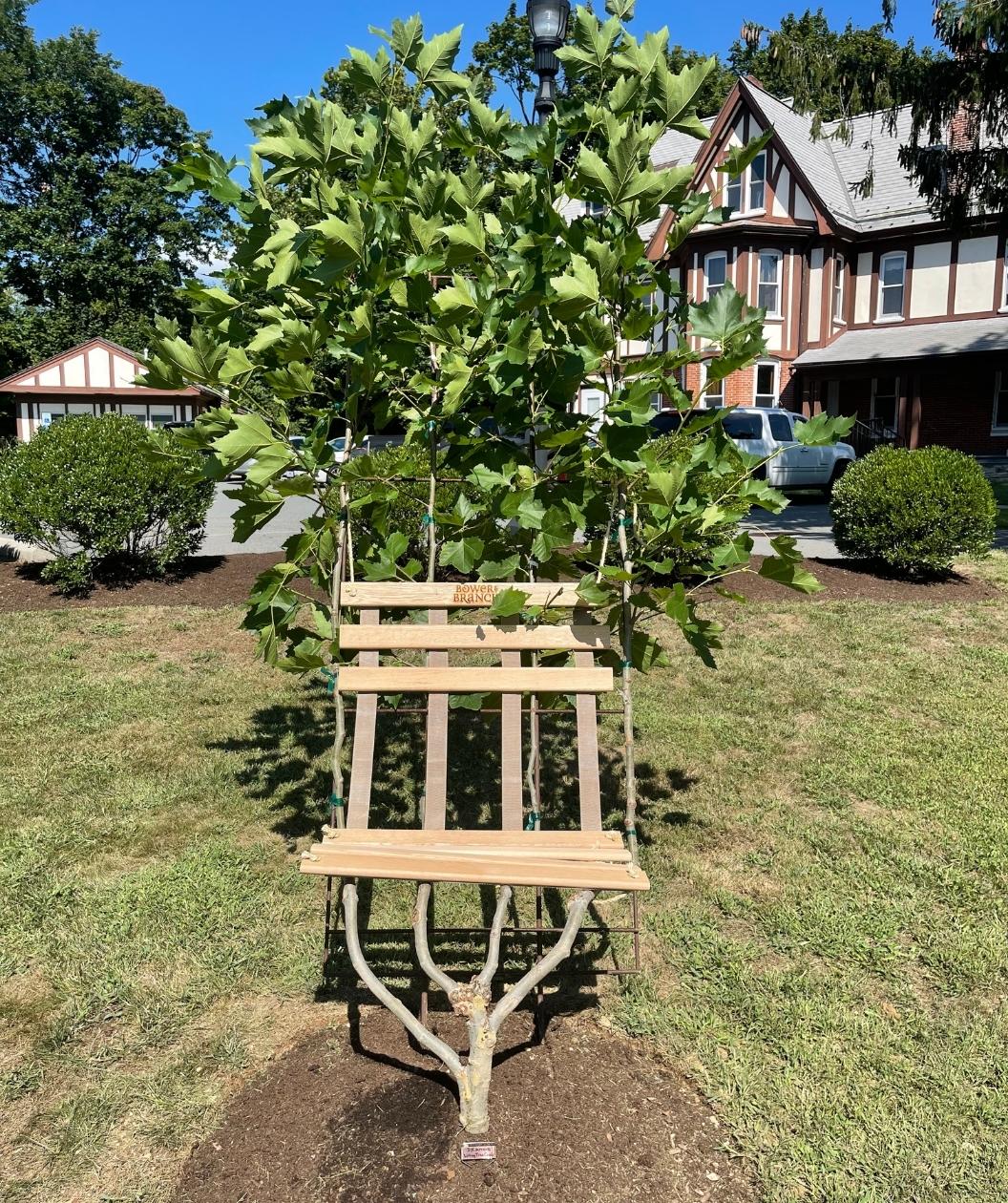 Front View of a Bloodgood Sycamore Living Tree Chair planted in a landscape, this tree was trained on a trellis to grow like a chair giving you a comfortable place to sit and admire after finishing your yard work under the shaded canopy