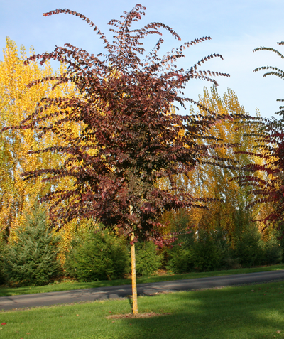 The Frontier Elm with its random frilly branches covered in its deep purple leaves.