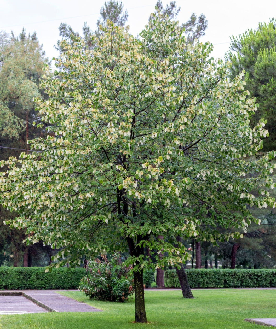 Frontyard American Linden planted in a landscape, round growing head with round green leaves
