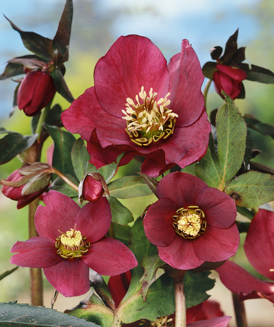 The burgundy-red flowers of the Frostkiss Anna's Red Lenten Rose and dark green foliage