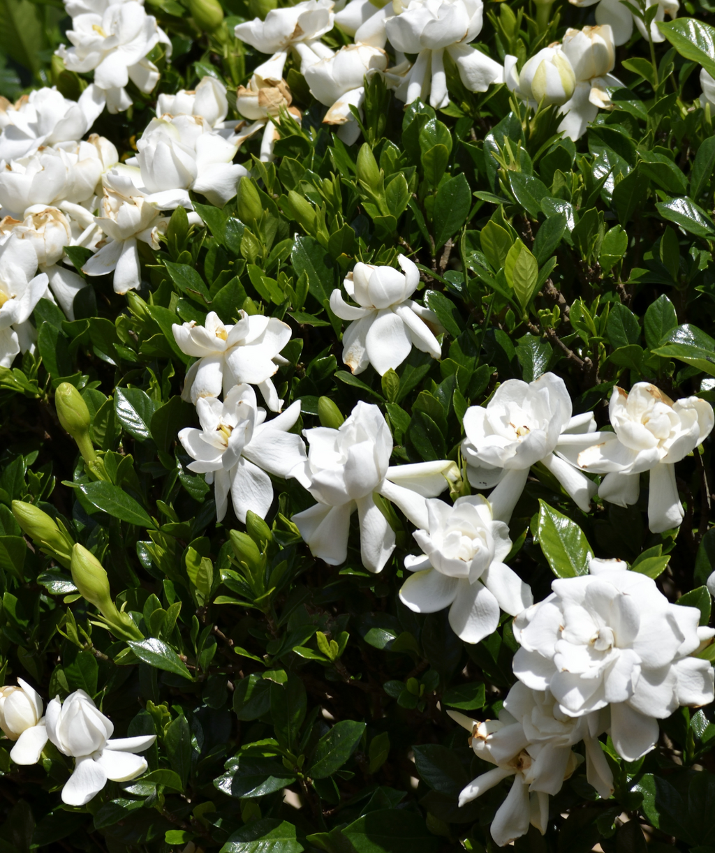 Frost Proof Gardenia white flowers against the deep green glossy foliage 