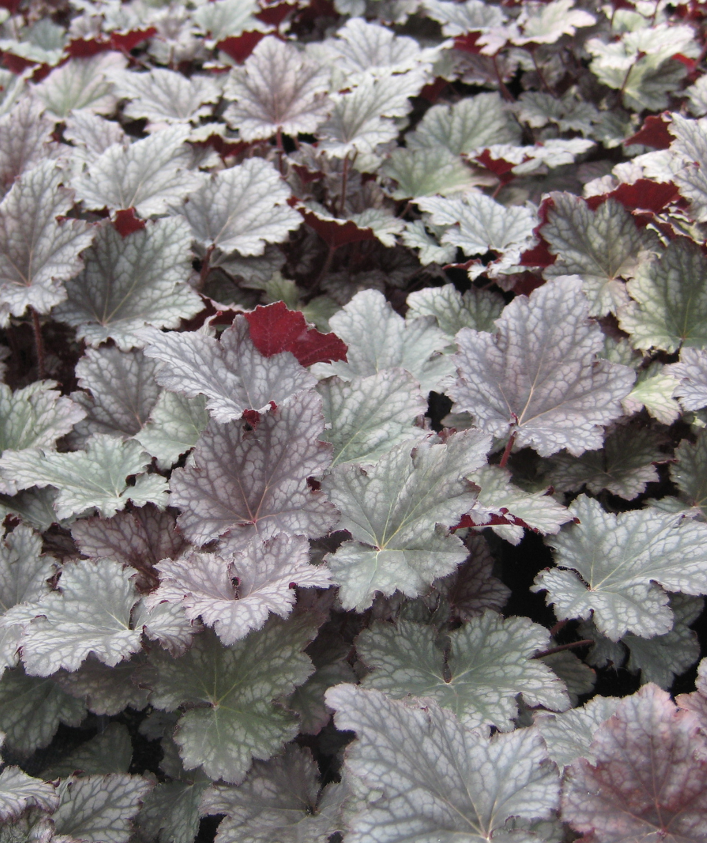 Frosted Violet Coral Bells
