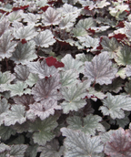 Frosted Violet Coral Bells