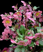 Close up of Frostkiss Anna's Red Lenton Rose, lots of small dark pink flowers with yellow centers emerging from dark green serrated foliage