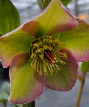 Close up of Frostkiss Bayli's Blush Lenten Rose flower, small two-toned pink and green flower