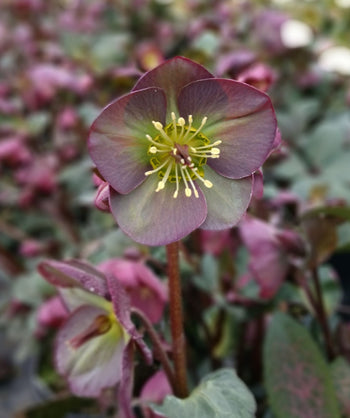 Close up of Frostkiss Dana's Dulcet Lenten Rose flower, small two-toned maroon to green flower with a yellow-green center