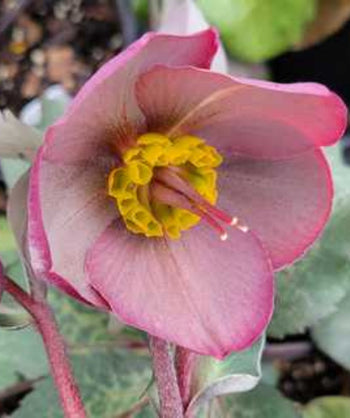 Close up of Frostkiss Dorothy's Dawn Lenten Rose flower, small dark pink flowers with a yellow center